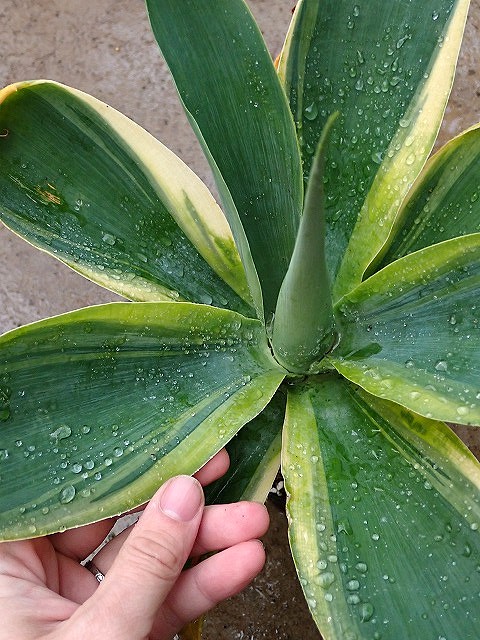 agaveattehuntibluevarie260221