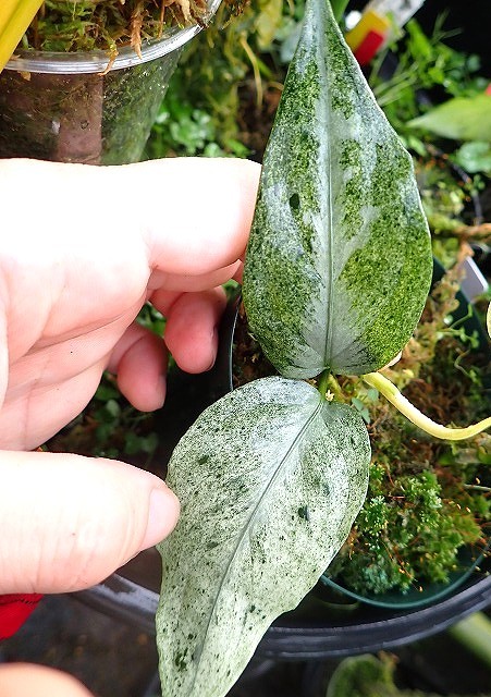 agpicryuusands260224