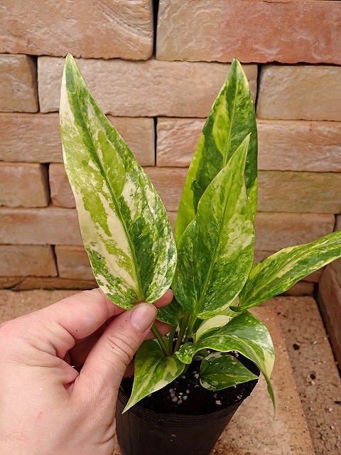 anthdsupevarie260316