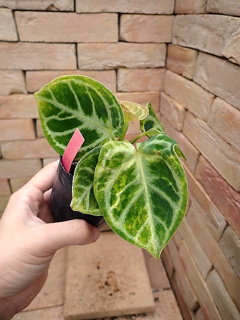 anthdvariegata260311