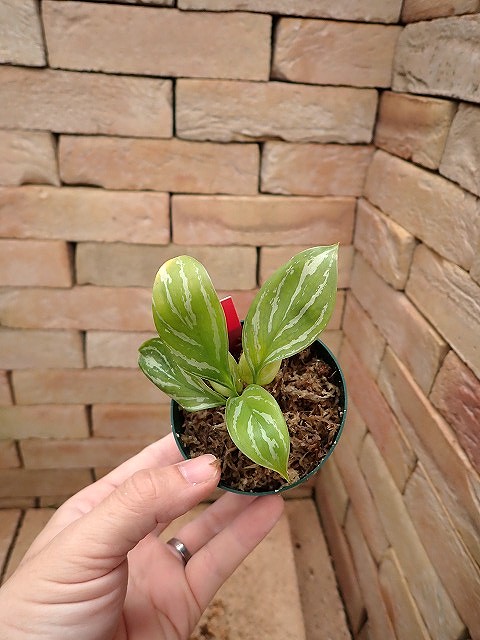 Nitidum-curtisiiTC7260310