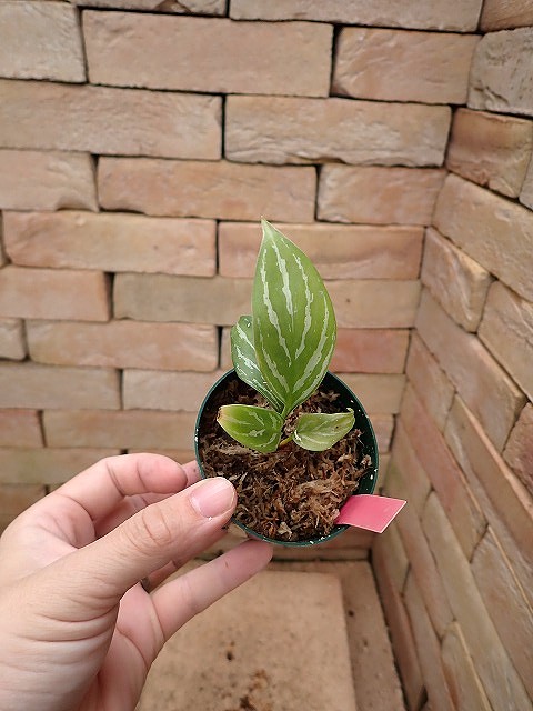 Nitidum-curtisiiTC27260310