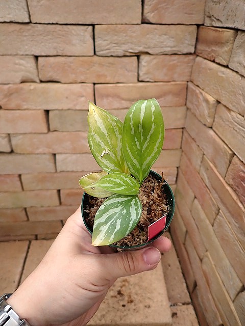 Nitidum-curtisiiTC37260310