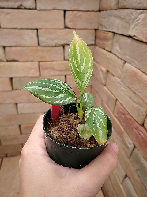 Nitidum-curtisiiTC47260310