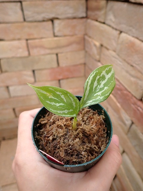 Nitidum-curtisiiTC57260310