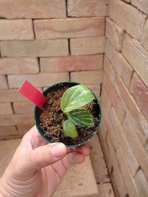 Nitidum-curtisiiTC2610408