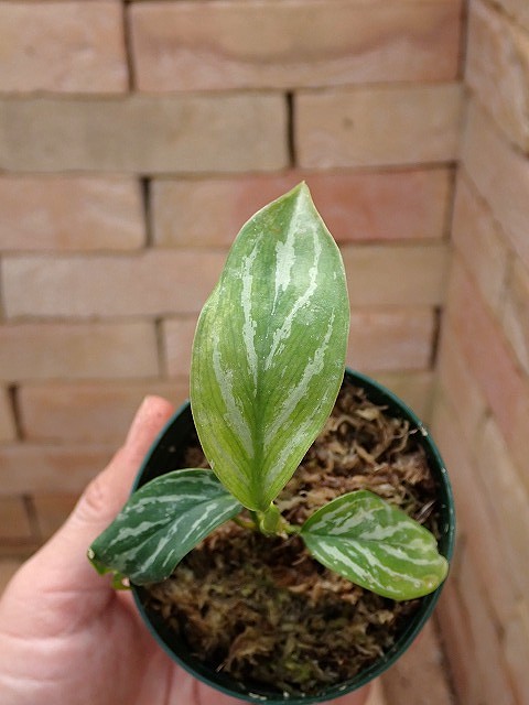 Nitidum-curtisiiTC2620408