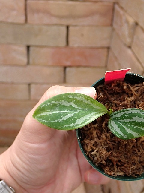 Nitidum-curtisiiTC2630408