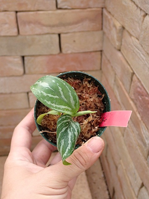 Nitidum-curtisiiTC2640408