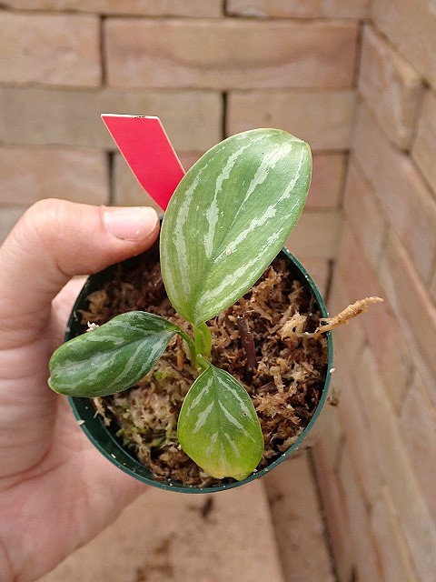 Nitidum-curtisiiTC2650408