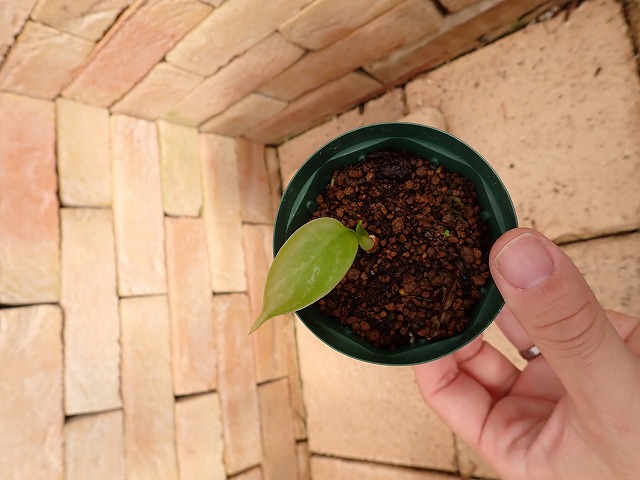 Nitidum-curtisiiTC1650412