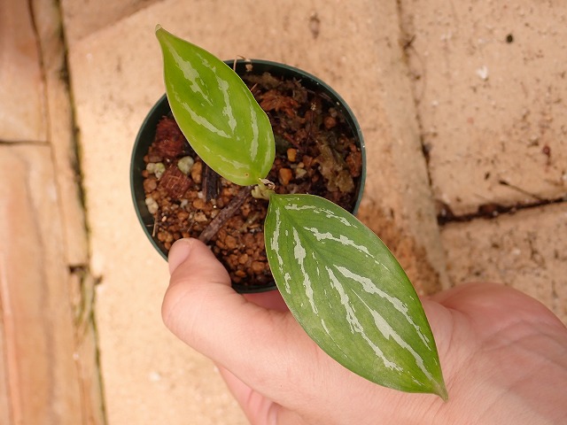 Nitidum-curtisiiTC2650412