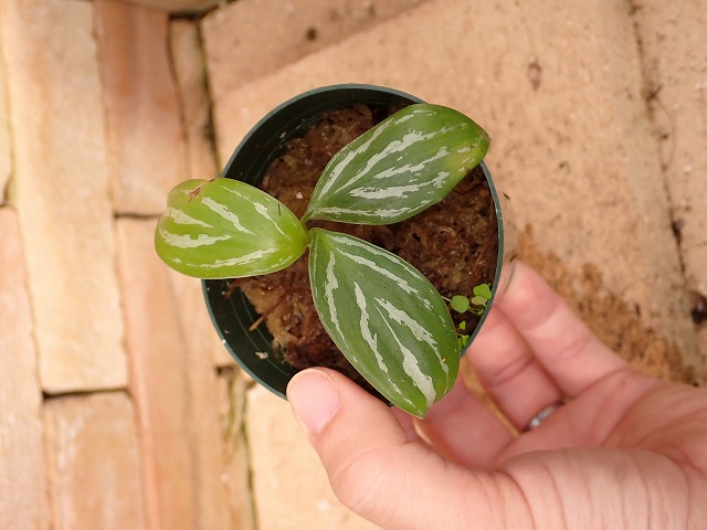 Nitidum-curtisiiTC3650412