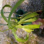 ネペンテス ベントリコーサ 一正園 | 希少植物の販売 アグラオネマ専門
