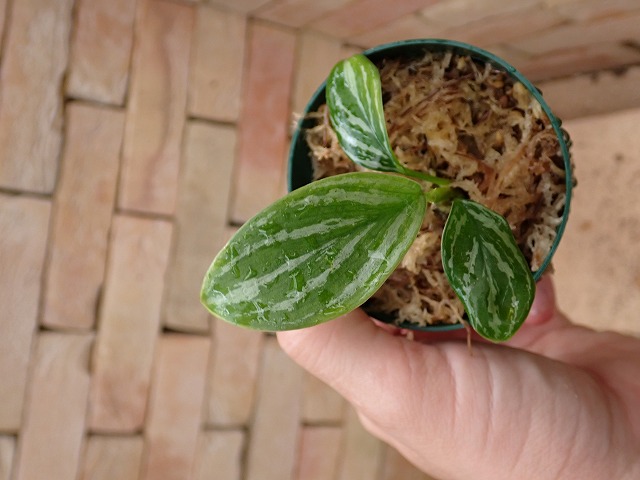 Nitidum-curtisiiT9260506