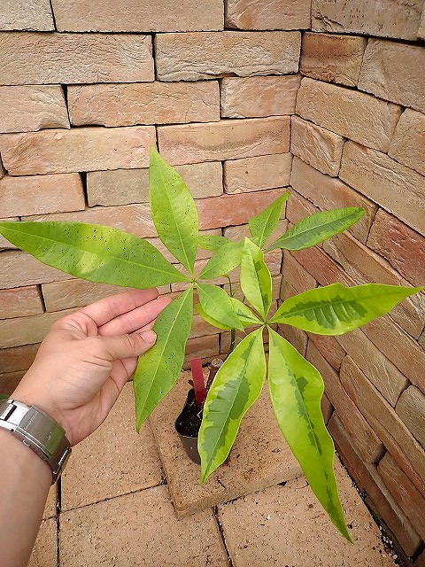 pakivallYmin260523