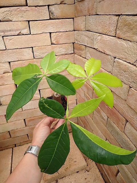 pakivallLIMEY260523
