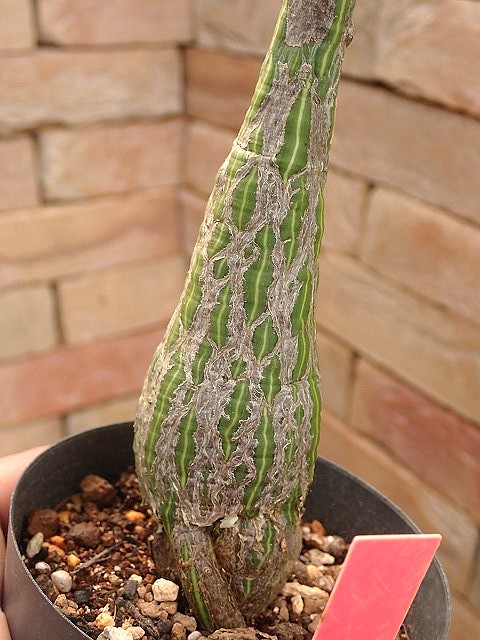 pseudobombaxellipticumrub260608