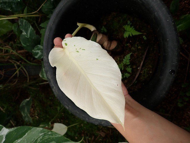 modeliwhite260627