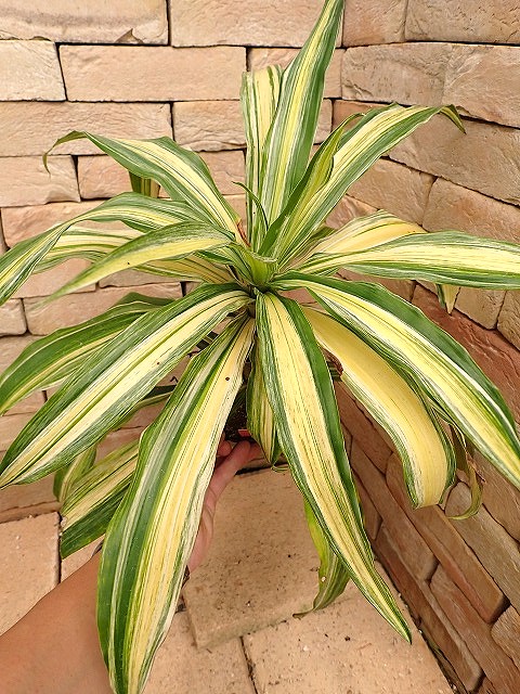 dracaemivarie260720