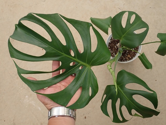modelongh260724