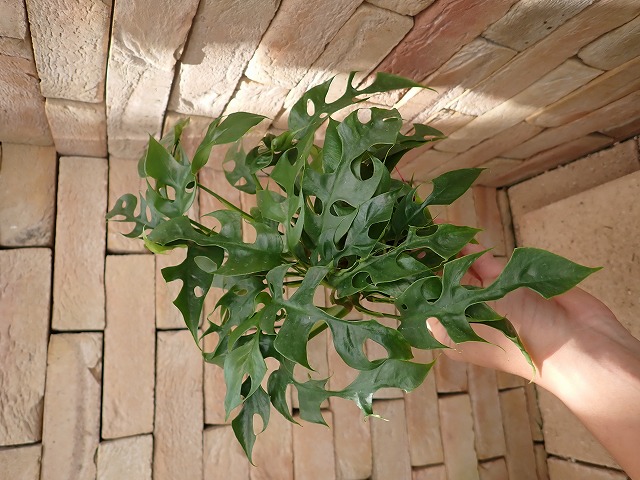 rateosk260801
