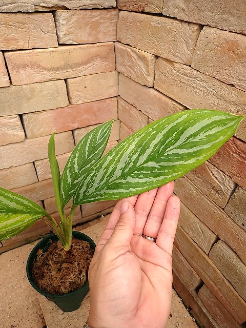 Nitidum-curtisii260803
