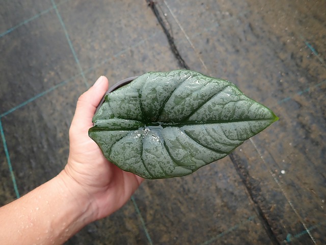 aloregika260809