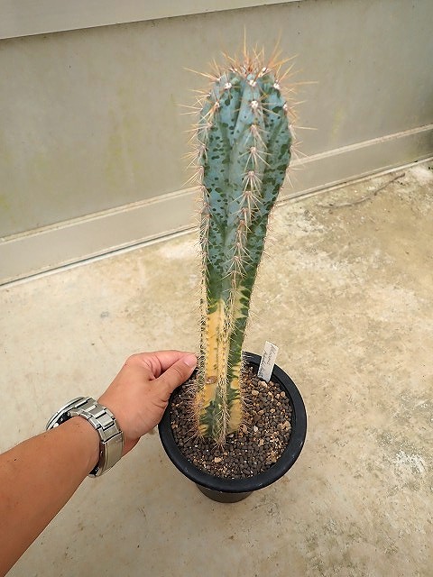 bluecactusvariegata260814