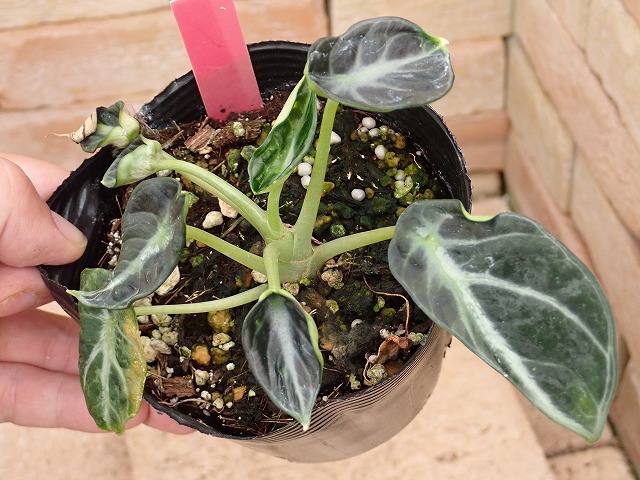 aloblamu260814