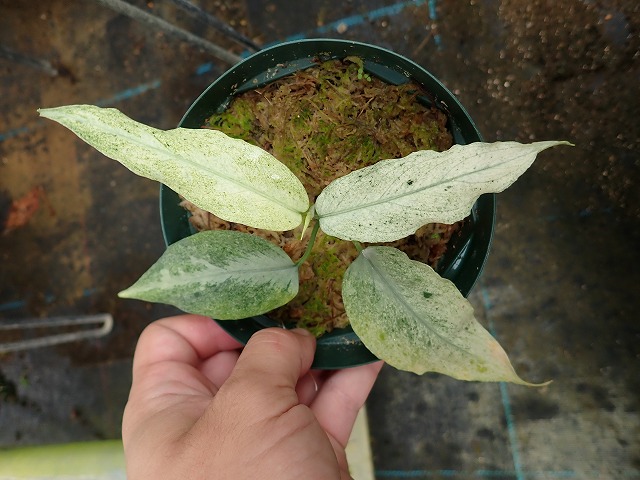 agpicryuusands260824