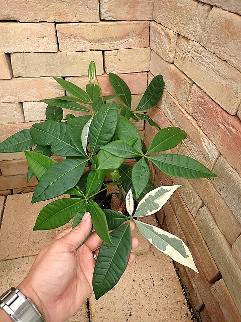 pakivallWcle260829