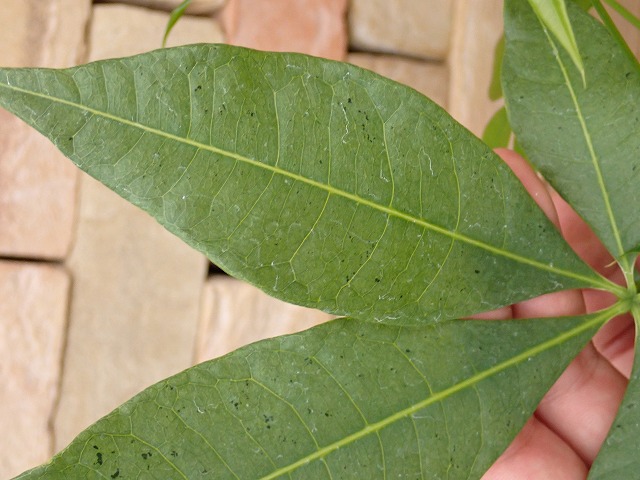 pakivallYmin260901