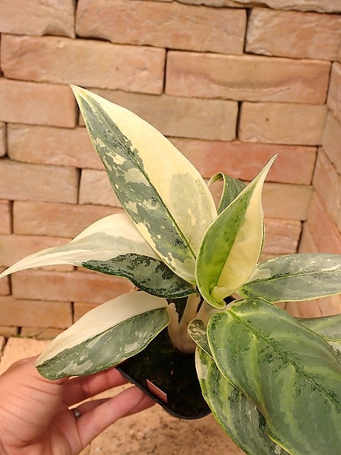 aIKS260905