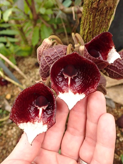arisualbo261014