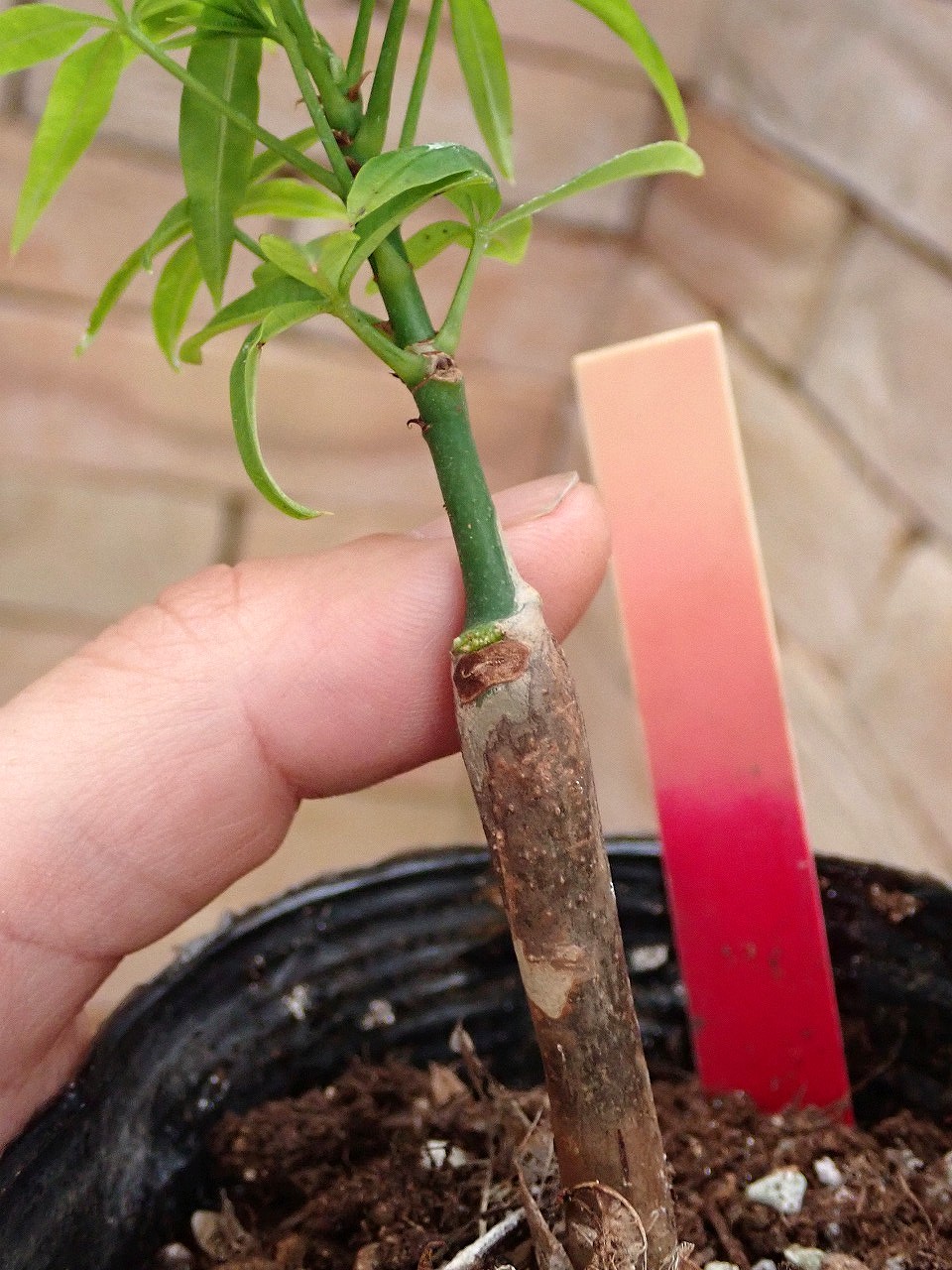Pachiradwa261020